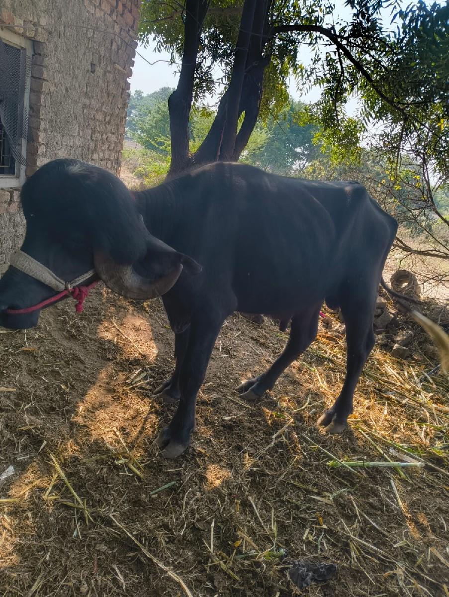 પાડો વેચવાનો છે