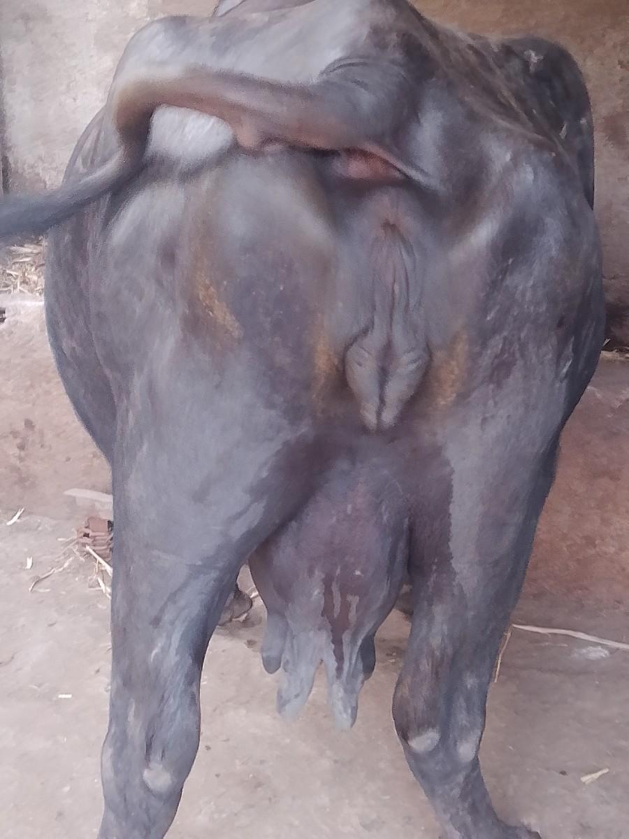 ભેંશ વેચવાની છે