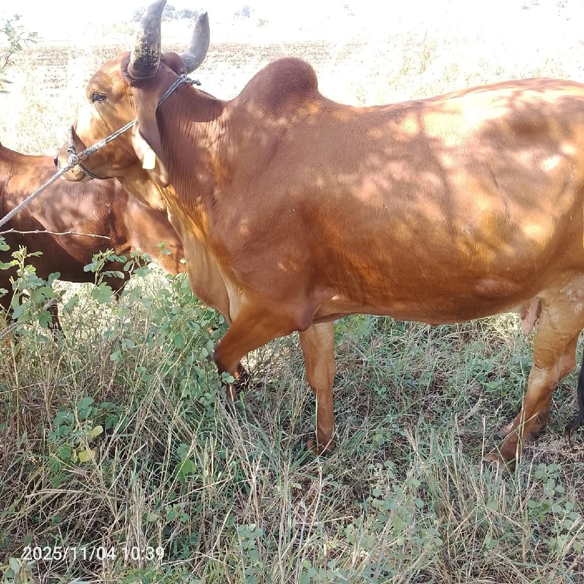 થંબનેલ 3