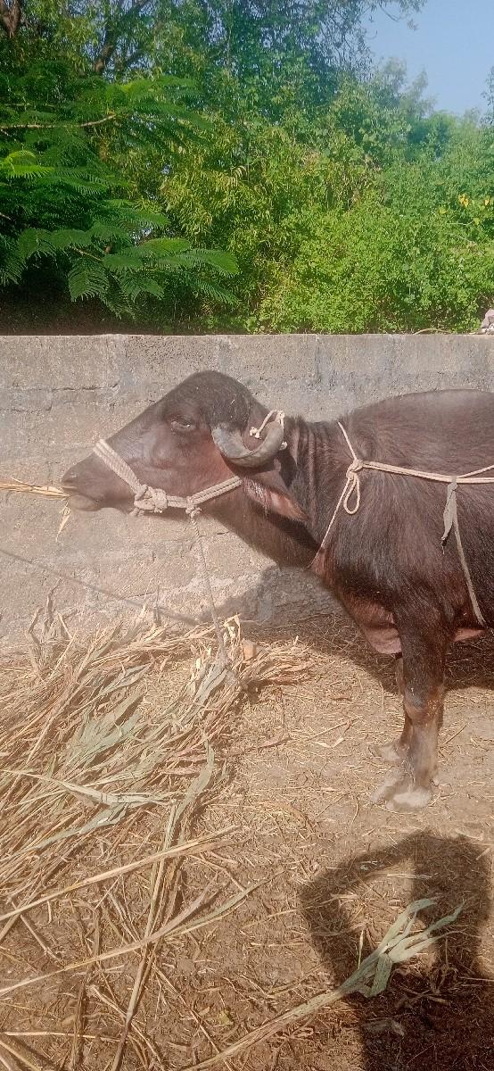 થંબનેલ 2