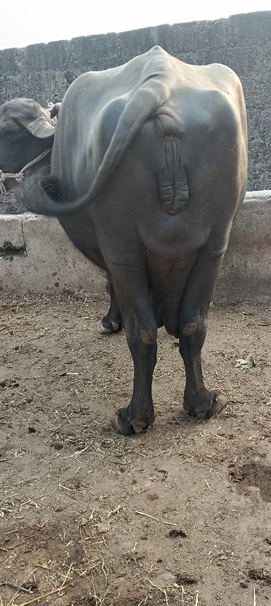 કુંઢી. હોથલ..