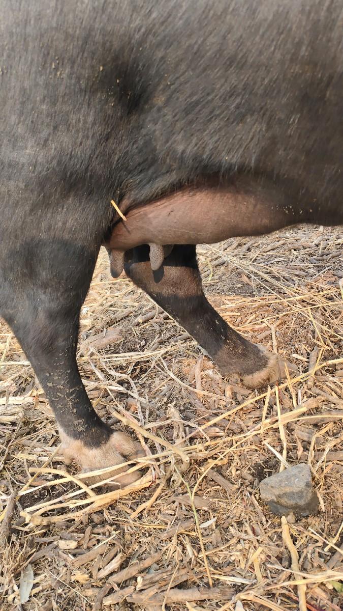 થંબનેલ 2