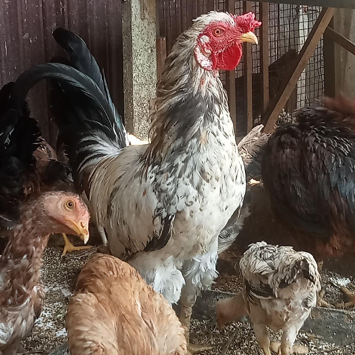 કુકડો અશીલ