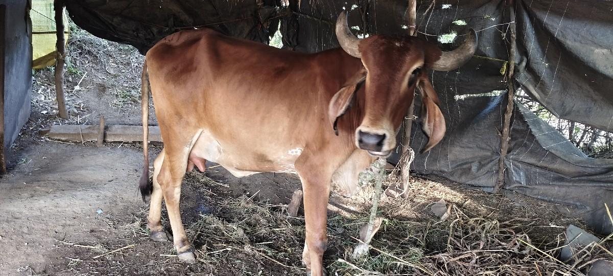 ગાય વેચવાની છે પહેલું વેતર છે