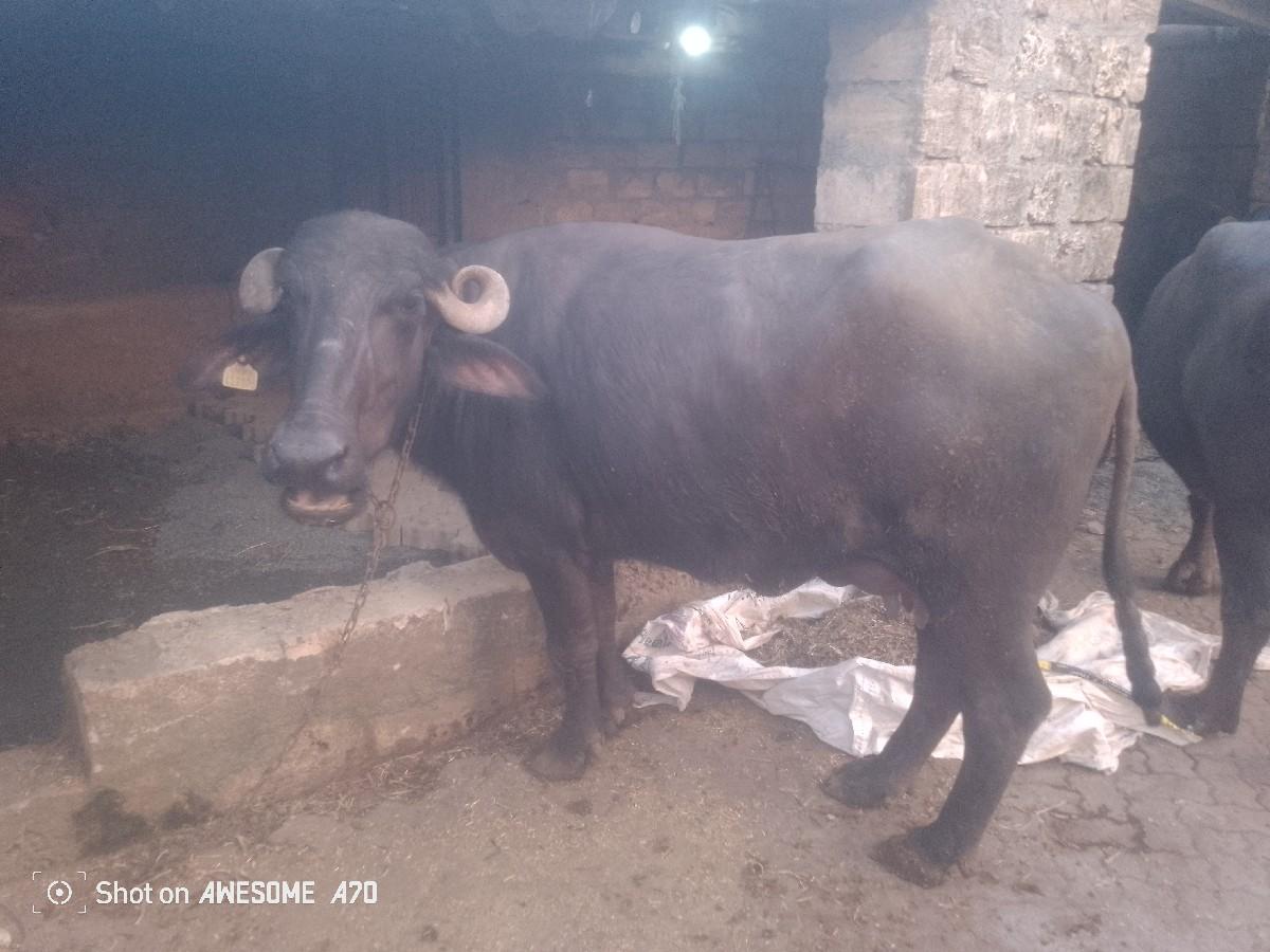 થંબનેલ 2