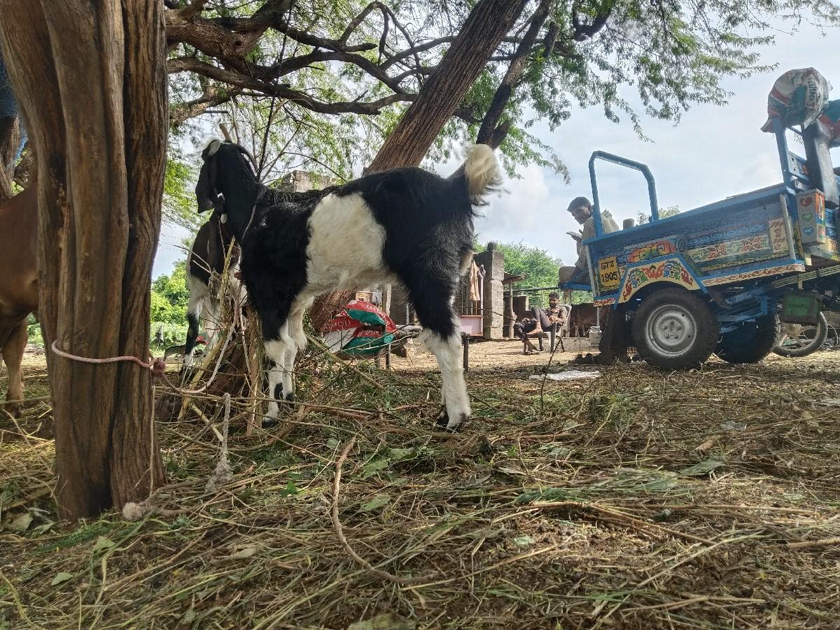 થંબનેલ 2