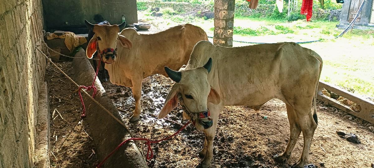 થંબનેલ 3