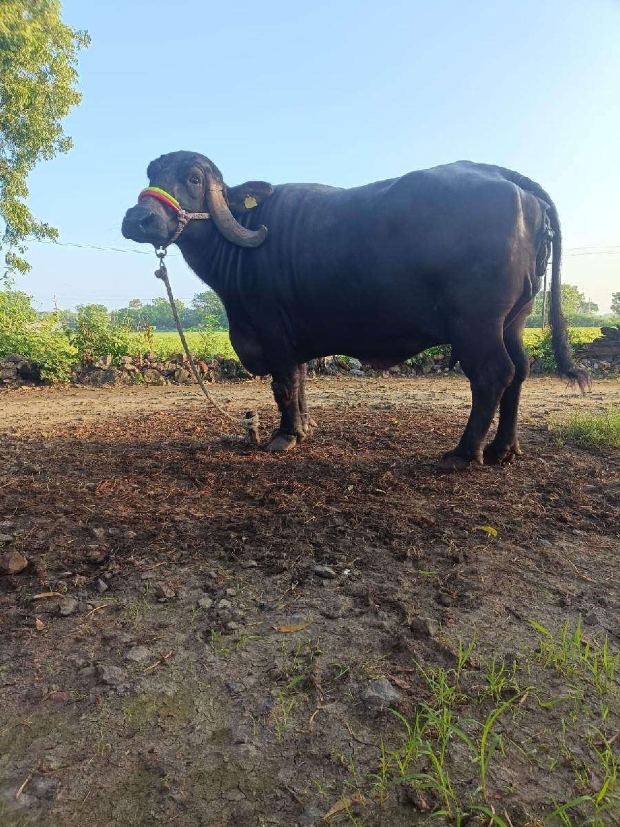 થંબનેલ 2