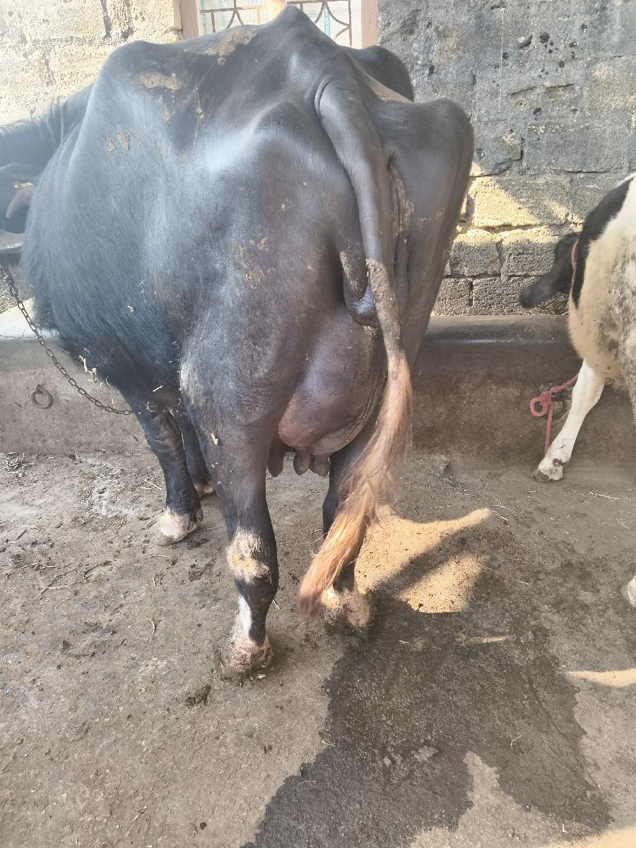 ભેંસ વેચવાની છે બીજું વેતર વ્યાસે