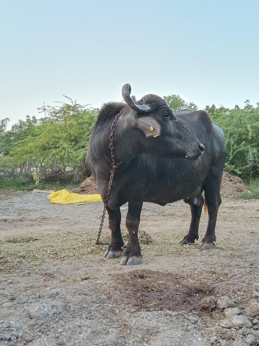 ભેંસ વેચવાની છે