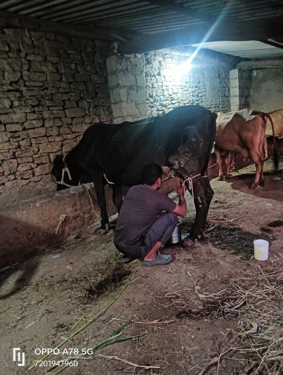 એસબ ગાય વેચવાની છે