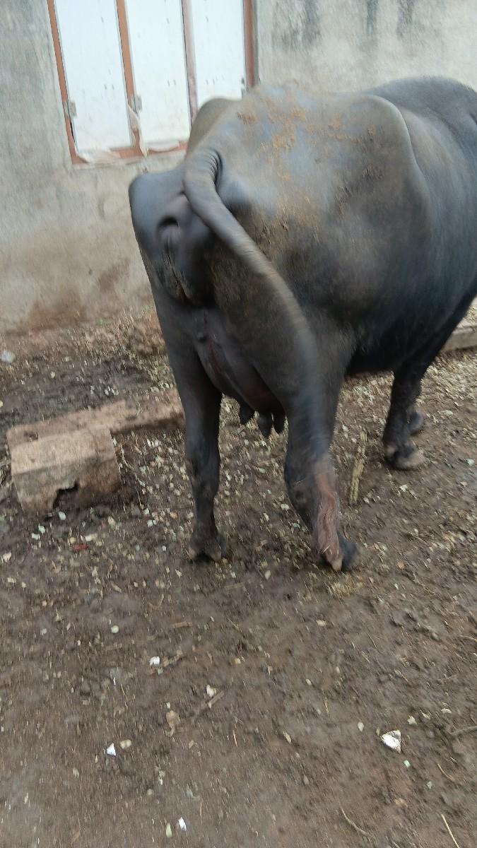 થંબનેલ 2