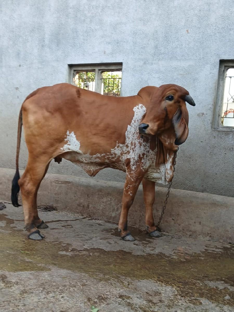 થંબનેલ 2