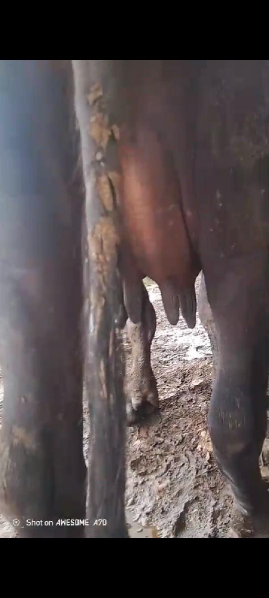 ધરમપુરના પાટિયા