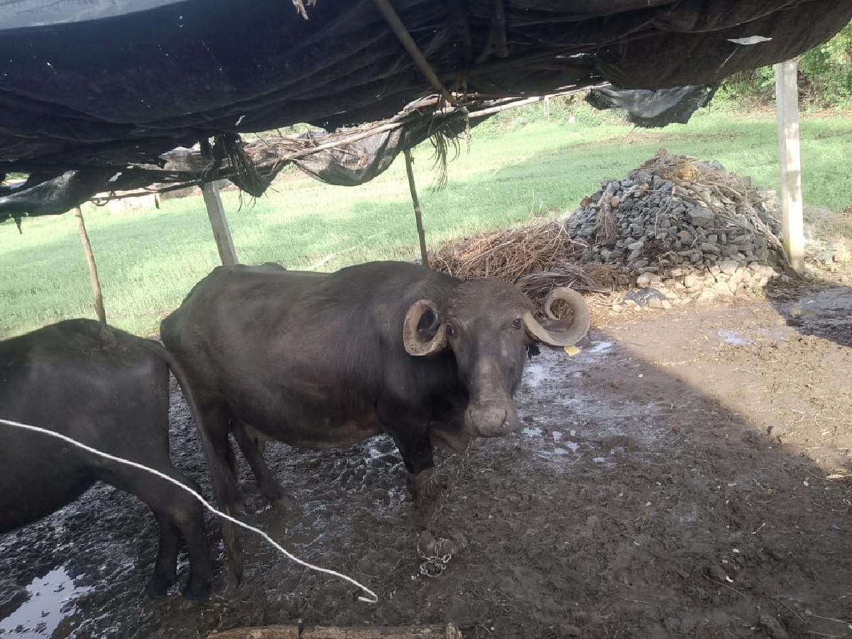 થંબનેલ 3