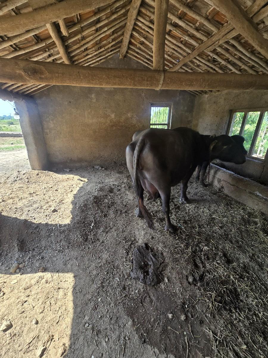 થંબનેલ 3