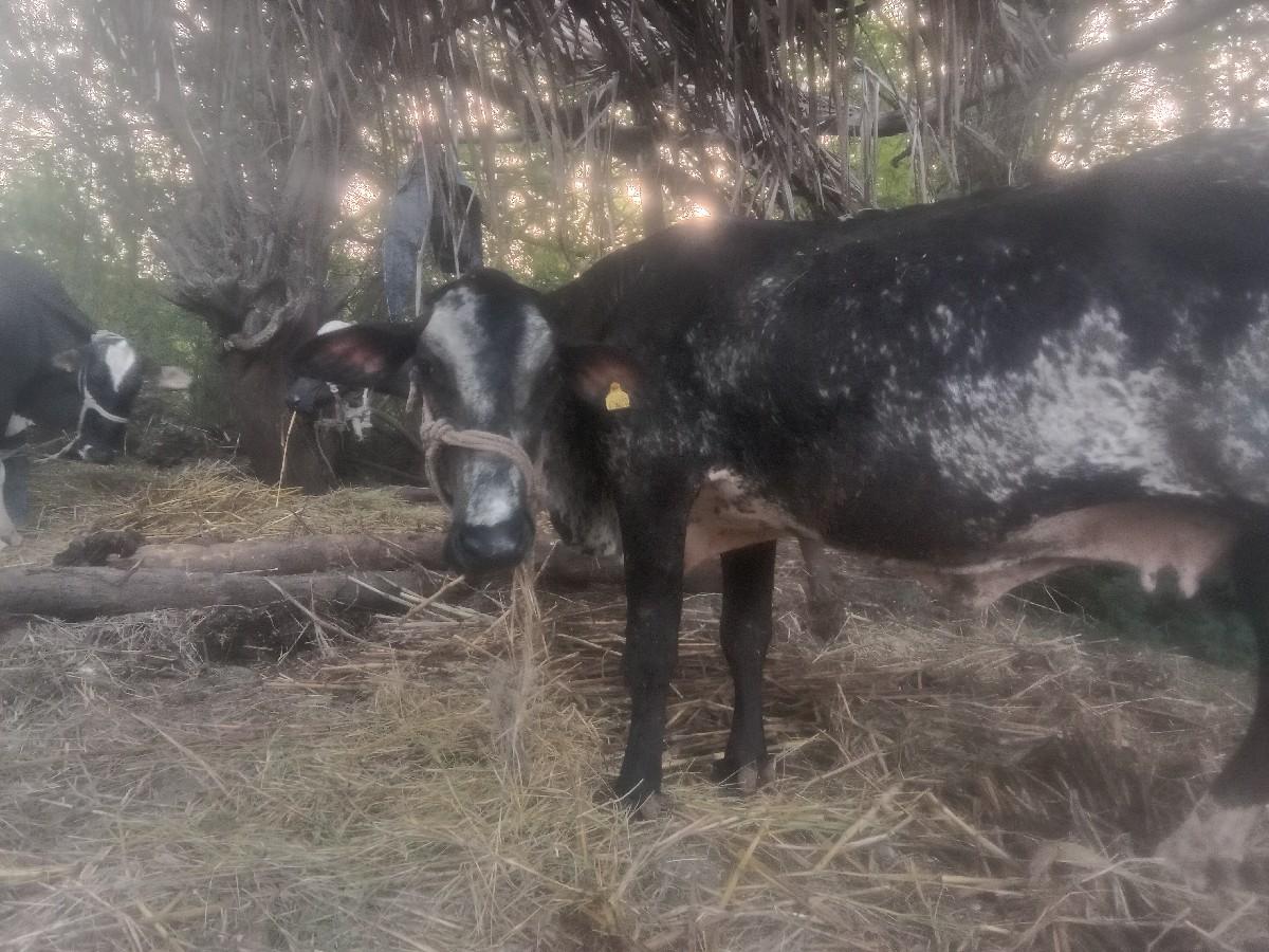 એસાબગયવેસવાનિસે