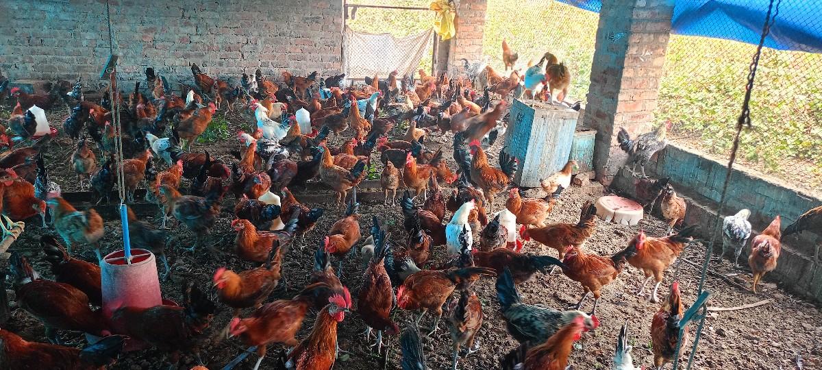 piyor sonali murgha vajan 1500/1600