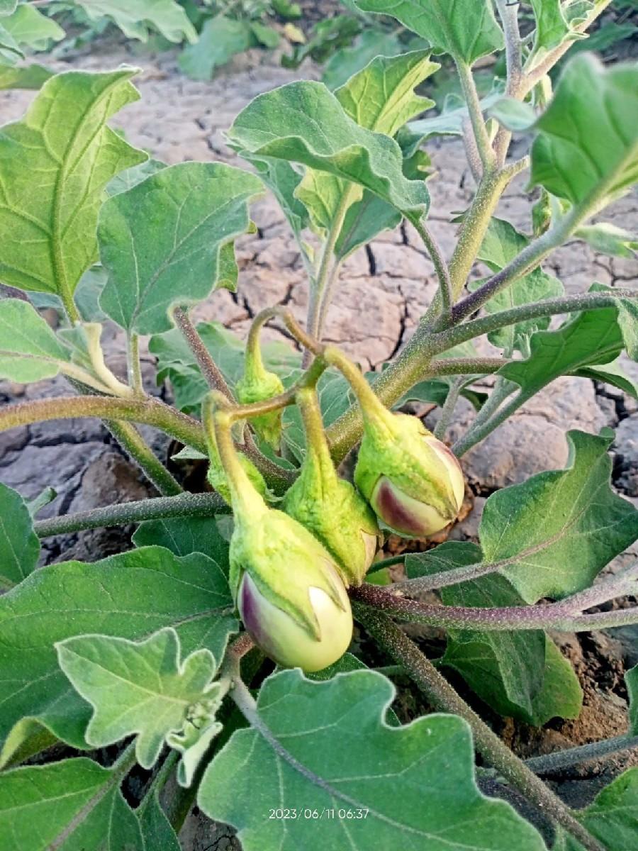 થંબનેલ 3