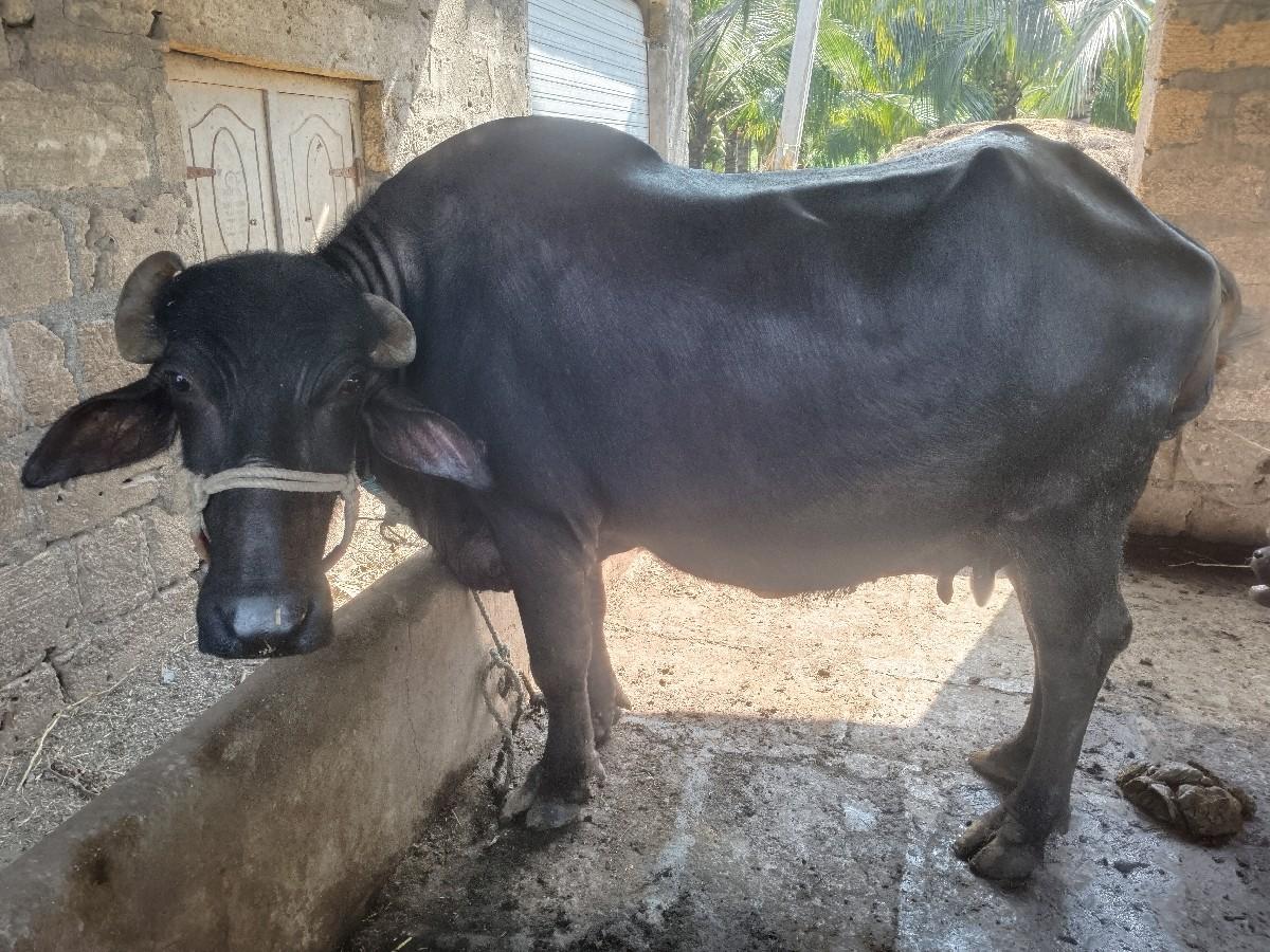 થંબનેલ 2