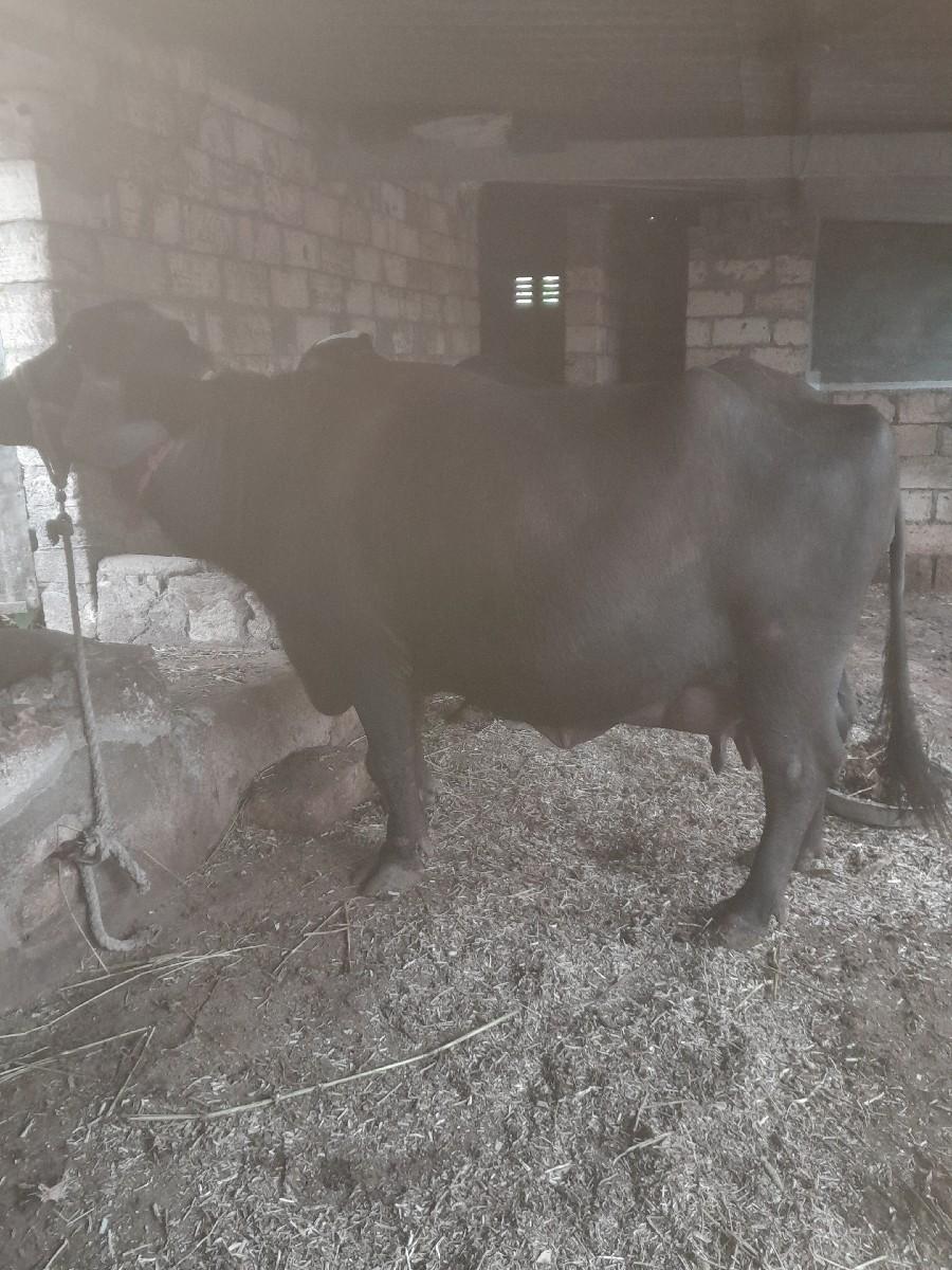 થંબનેલ 2