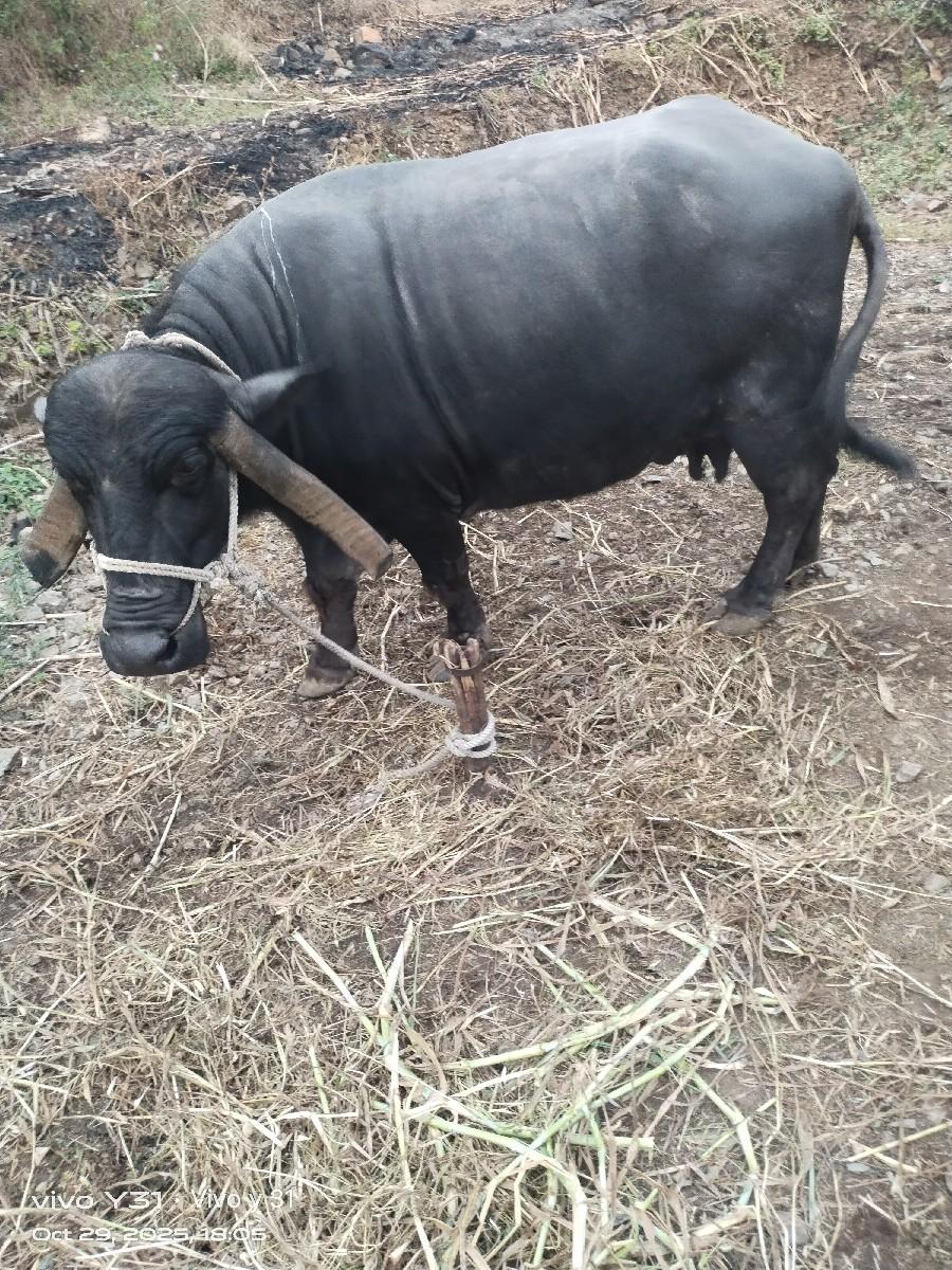 થંબનેલ 3