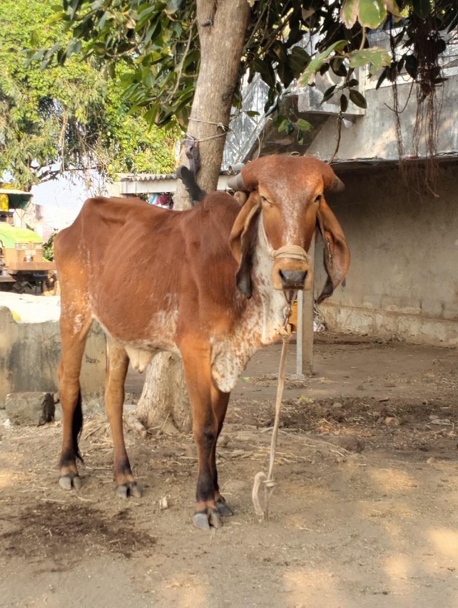 થંબનેલ 3