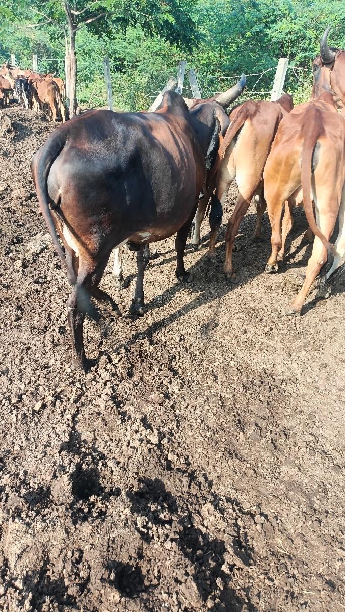 થંબનેલ 5