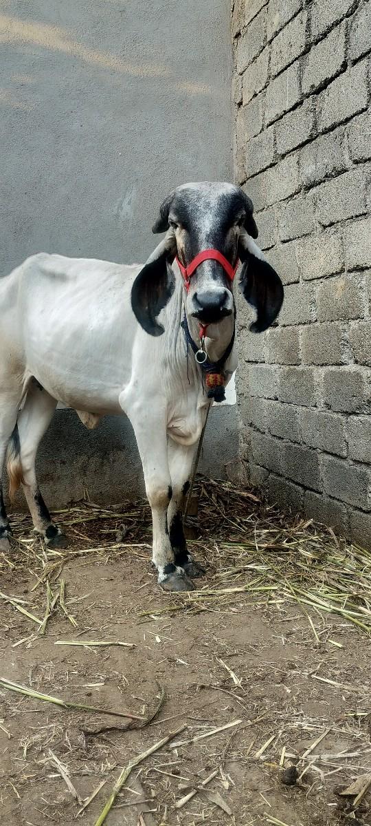 થંબનેલ 3