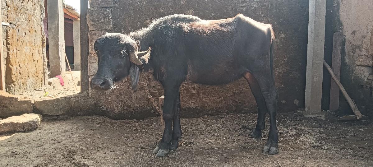 થંબનેલ 3