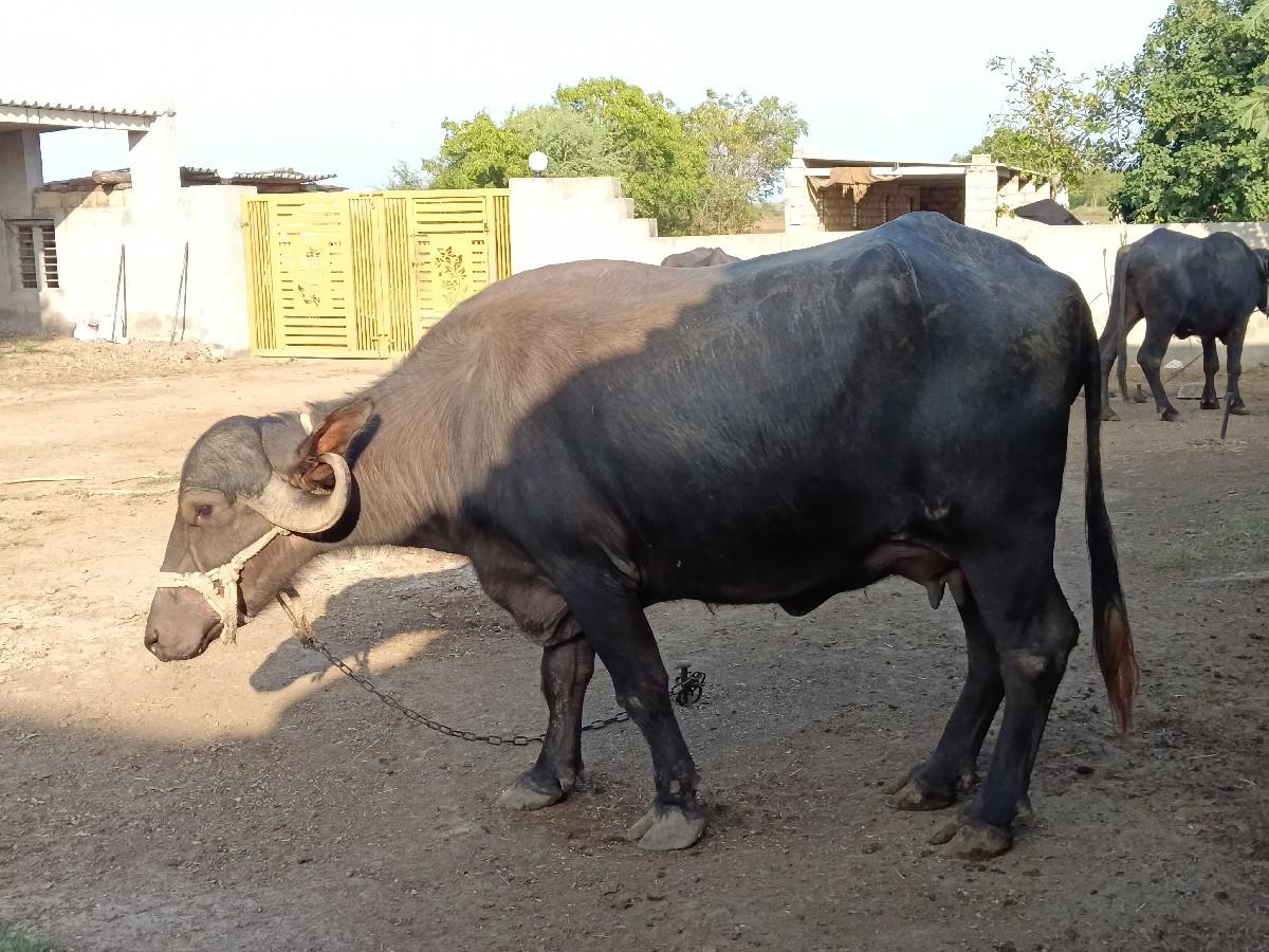 ભેંસ વેચવાની છે