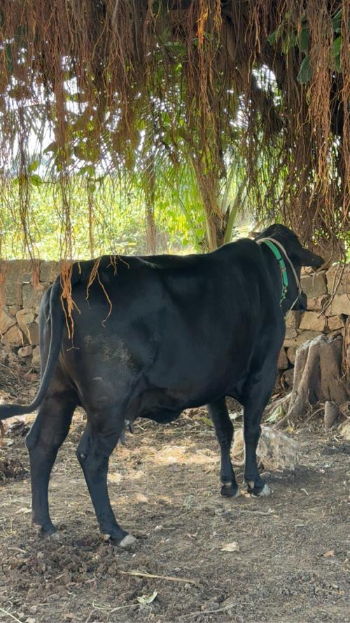 3 ગાય વેચવાની છે ક્રોસ ગાય છે