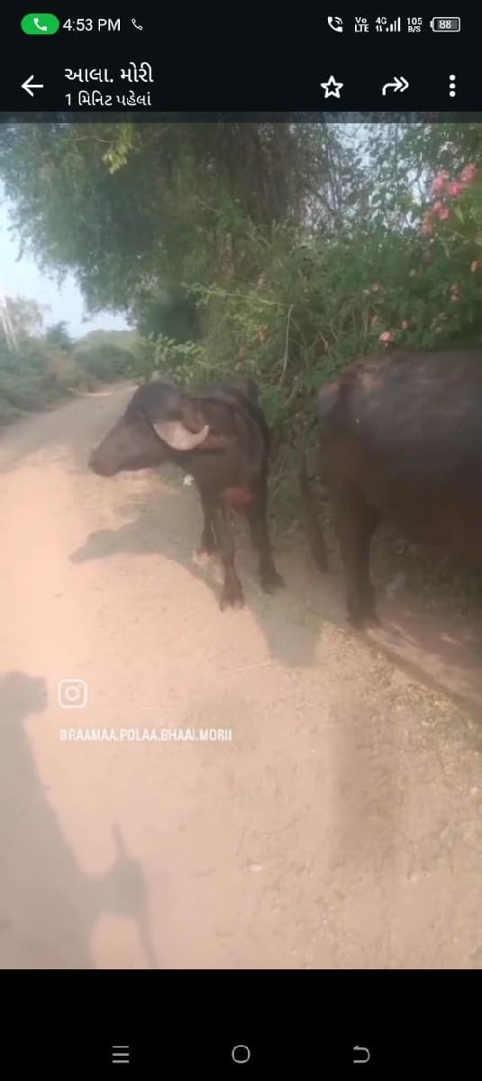 પાડો વેચવાનો