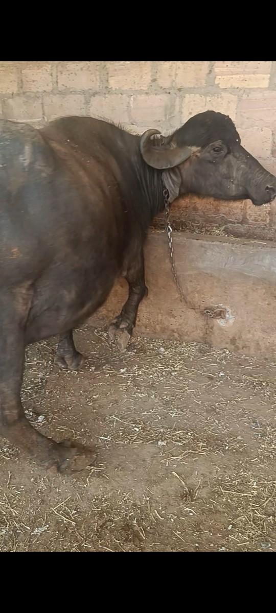 ભેંસ વેચવાની છે