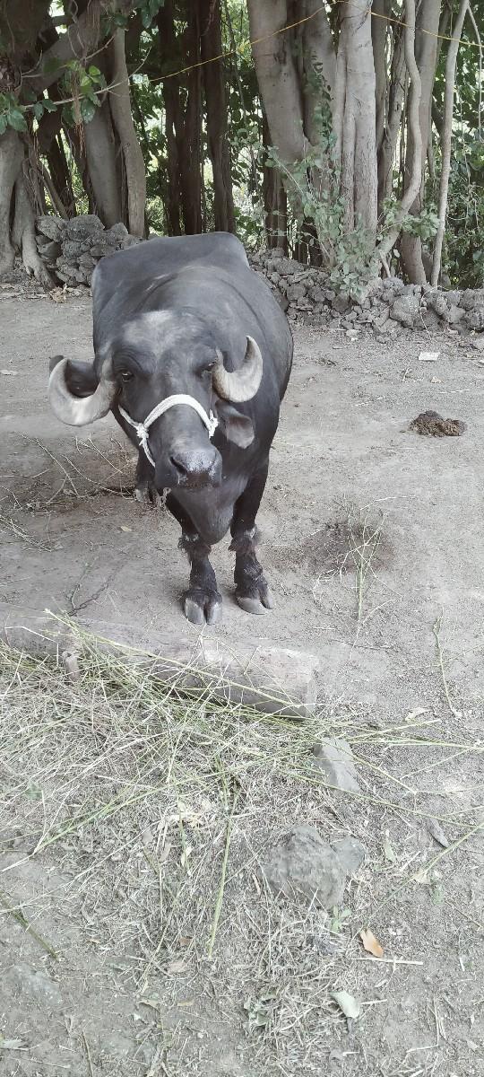 ભેસ વેચવાની છે