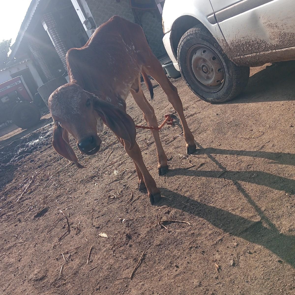 ગીર ગાય વેચવાની છે