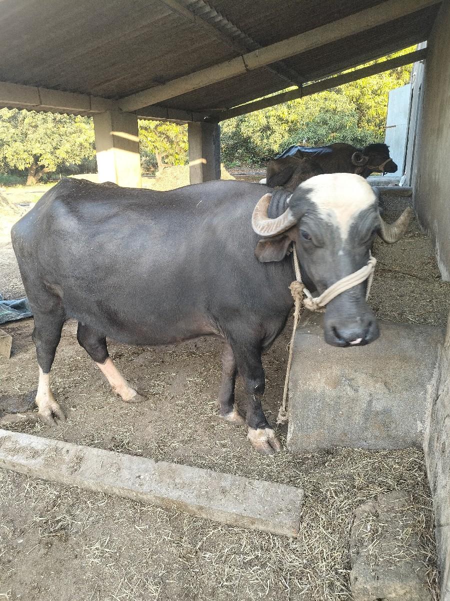 ભેંસ વેચવાની છે