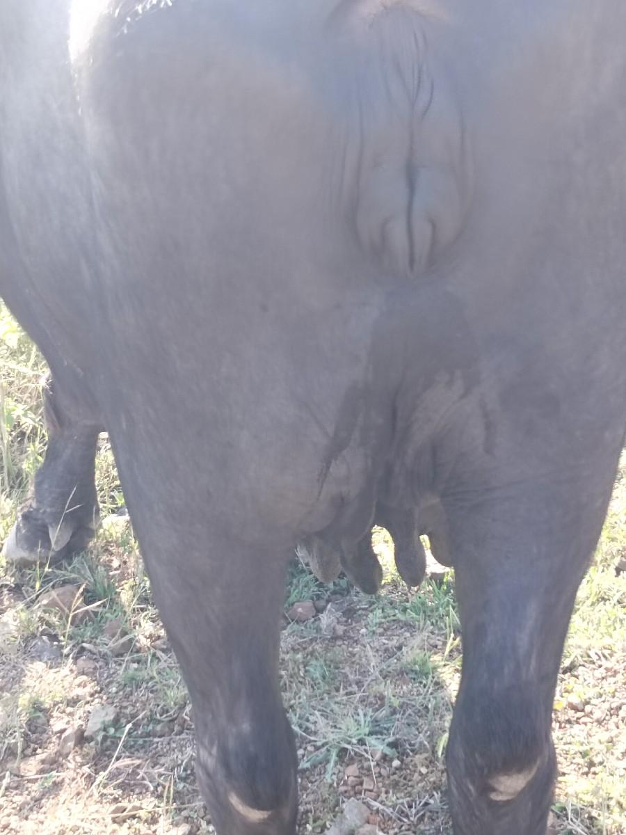 ભેંશ વેચવાની છે