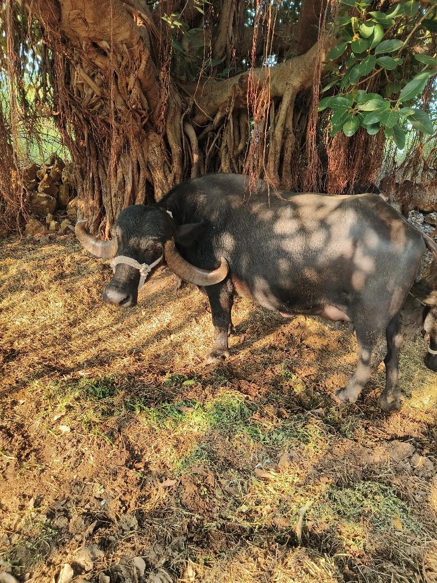 થંબનેલ 2