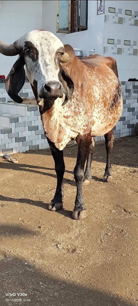 75હજાર      ં