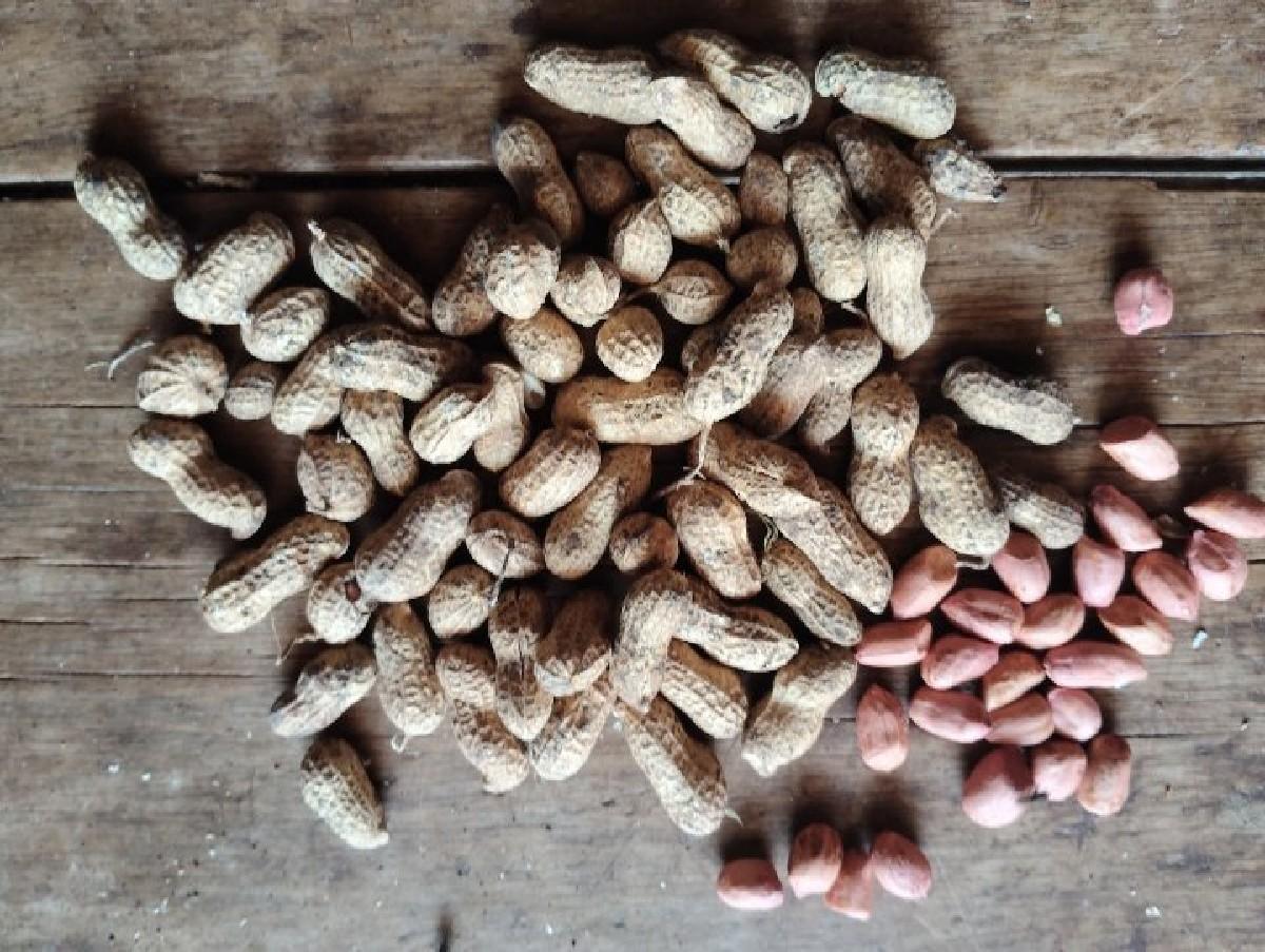 G22 બીયારણ વેચવાનું છે