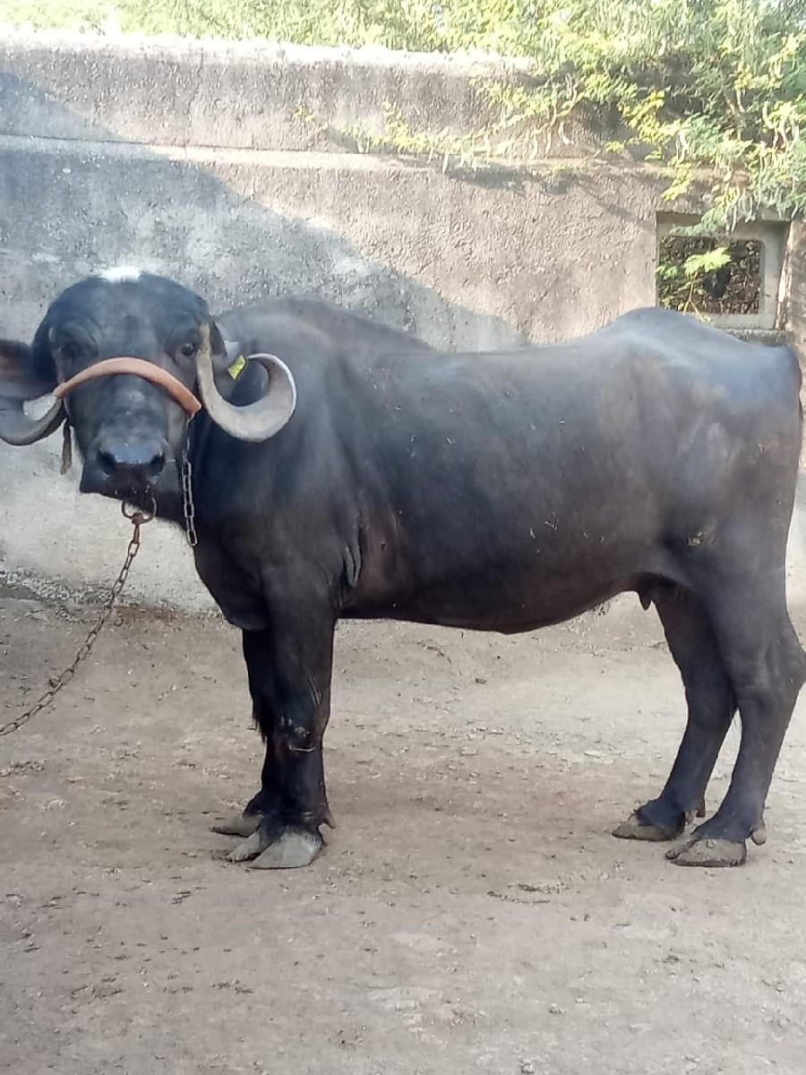 થંબનેલ 2