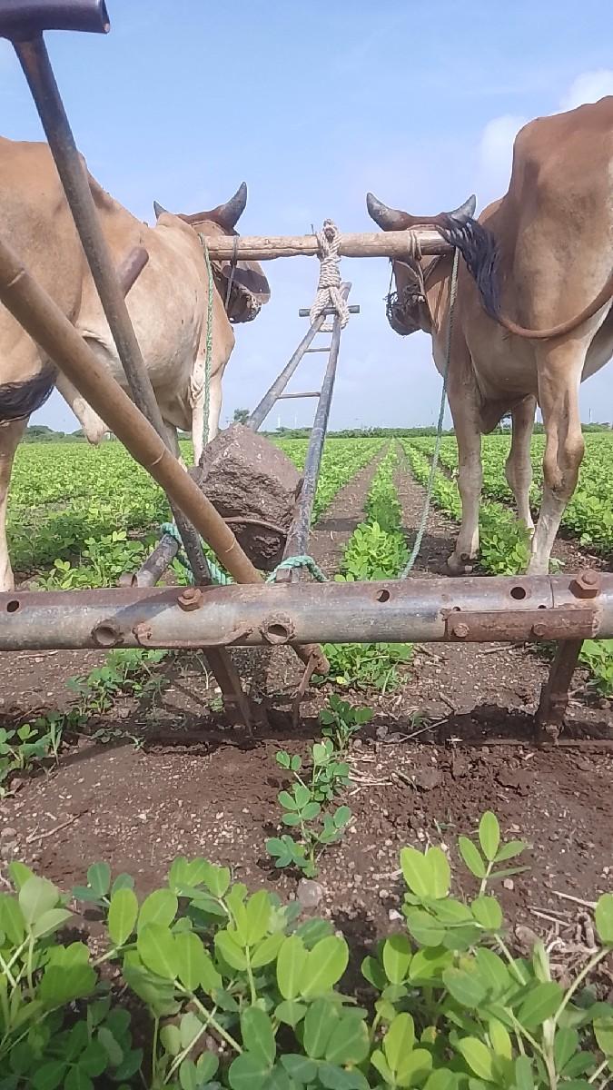 વઢીયારા ગૉધલા વૅચવાના છૅ