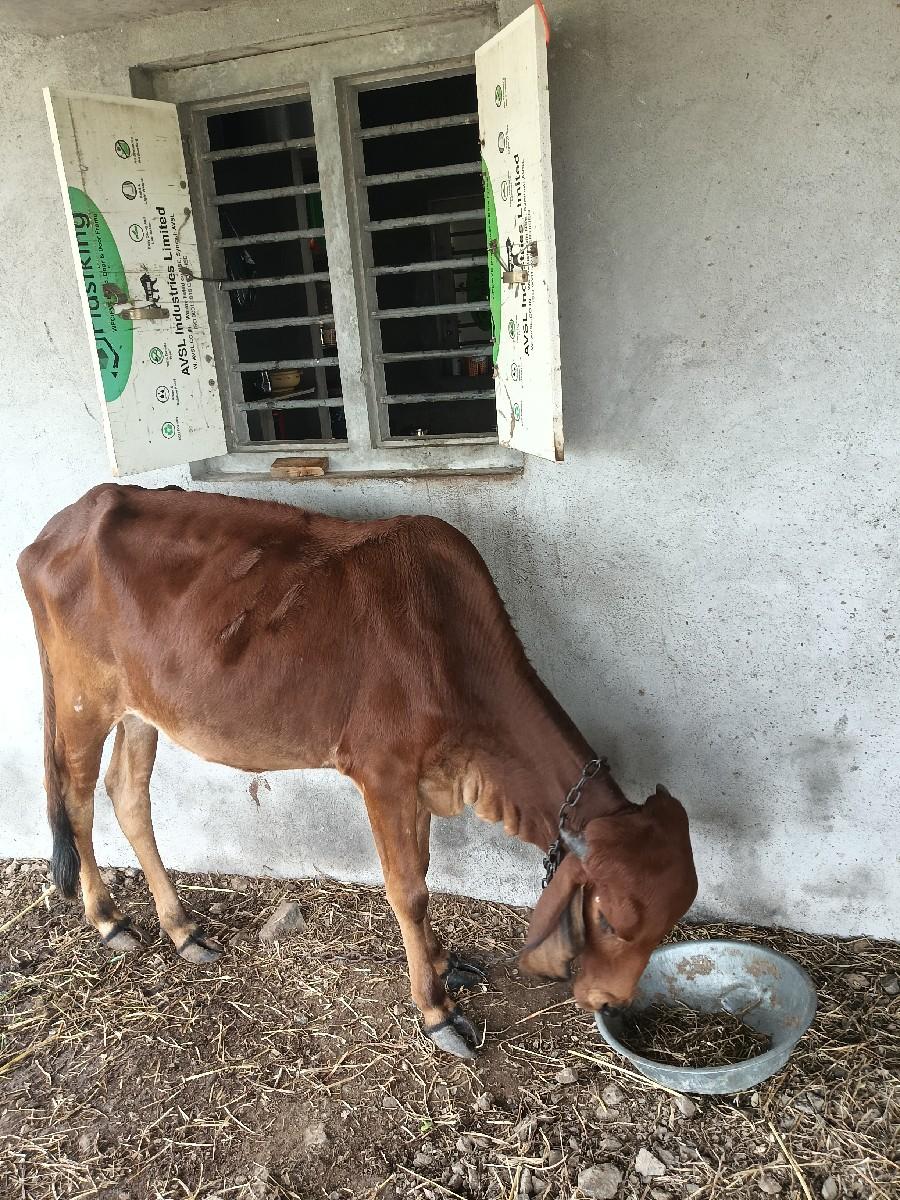 વાછળી આપવા ની છે.