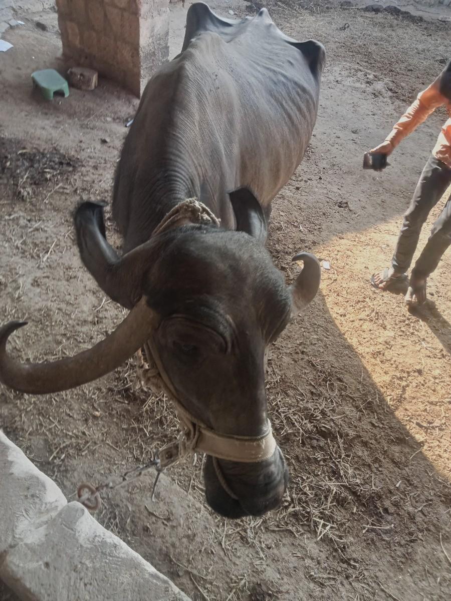 ભેંસ વેસવા ની સે