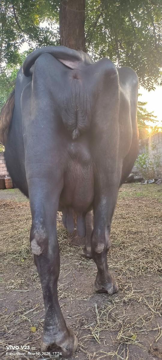 થંબનેલ 3