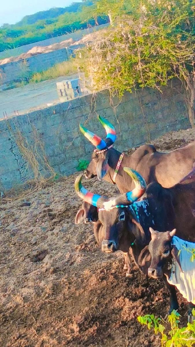 થંબનેલ 3