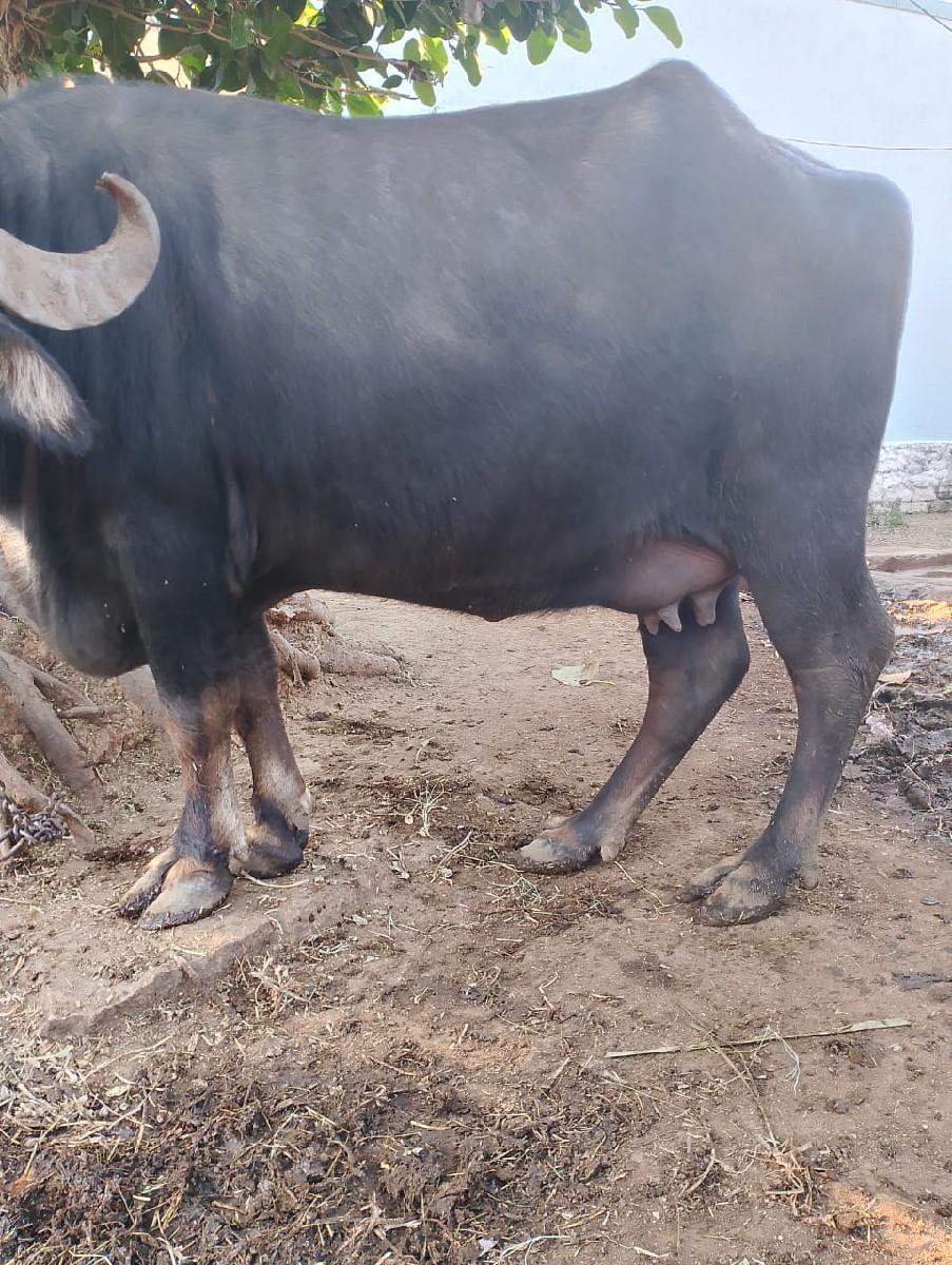 ભેંસ વેચવાની છે