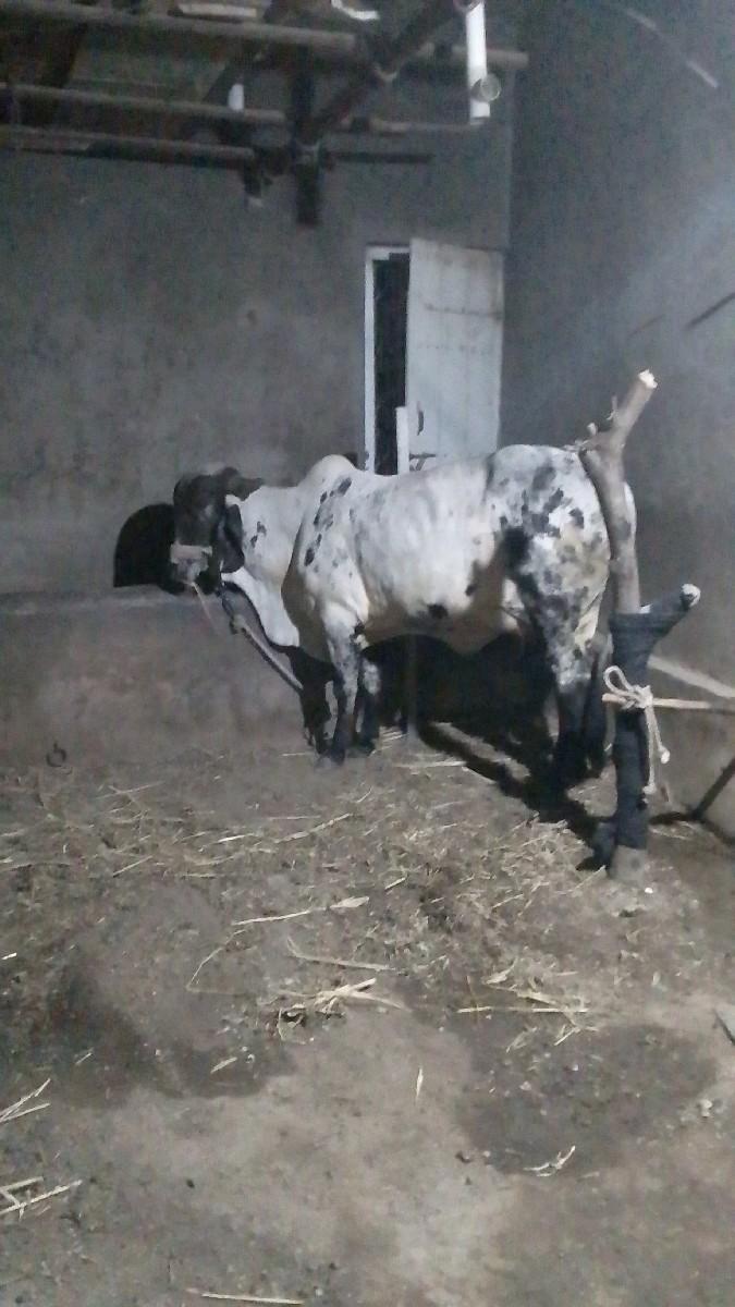 થંબનેલ 3