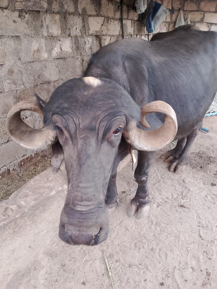 થંબનેલ 3